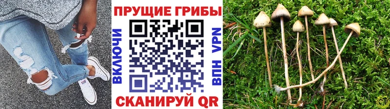 darknet Telegram  Нерчинск  Галлюциногенные грибы мицелий 